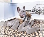Small Photo #15 French Bulldog Puppy For Sale in ARLINGTON, WA, USA