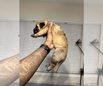 Small Photo #44 Cane Corso-Saint Bernard Mix Puppy For Sale in LIVERMORE, CA, USA