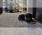 Small Photo #8 Rottweiler Puppy For Sale in ROCKFORD, MI, USA