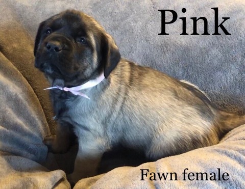 Medium Photo #7 Mastiff Puppy For Sale in MANSFIELD, OH, USA