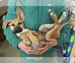 Maple - Female Labrador Retriever-Unknown Mix Dog for Adoption - Small photo