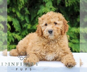Goldendoodle (Miniature) Puppy for sale in LITITZ, PA, USA