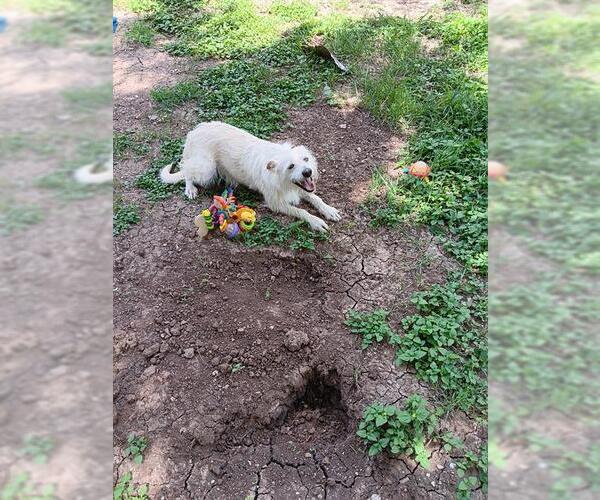 Medium Photo #3 Mutt Puppy For Sale in San Antonio, TX, USA