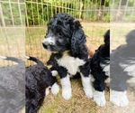 Small #2 Aussiedoodle