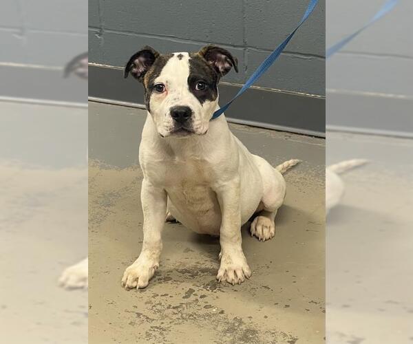 Medium Photo #1 American Staffordshire Terrier Puppy For Sale in Tallahassee, FL, USA