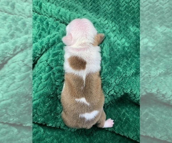 Medium Photo #151 Boston Terrier Puppy For Sale in TULARE, CA, USA