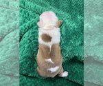 Small Photo #151 Boston Terrier Puppy For Sale in TULARE, CA, USA