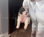 Puppy Lumina Saint Bernard