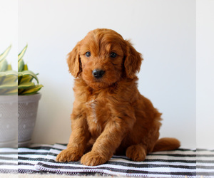 Goldendoodle Puppy for sale in LITITZ, PA, USA