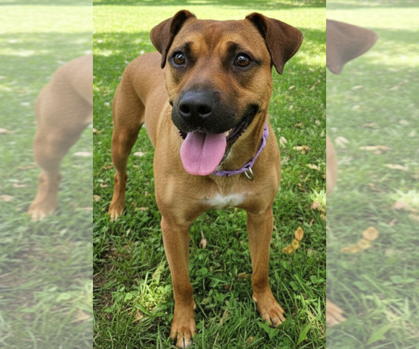 Medium Photo #1 Boxer-Unknown Mix Puppy For Sale in Elmsford, NY, USA