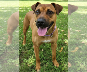 Boxer-Unknown Mix Dogs for adoption in Elmsford, NY, USA