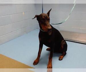 Doberman Pinscher Dogs for adoption in Moreno Valley, CA, USA