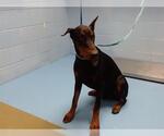 Small Doberman Pinscher