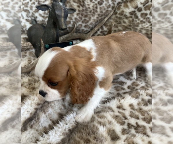Medium Photo #4 Cavalier King Charles Spaniel Puppy For Sale in ABILENE, TX, USA