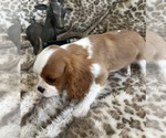 Small #3 Cavalier King Charles Spaniel