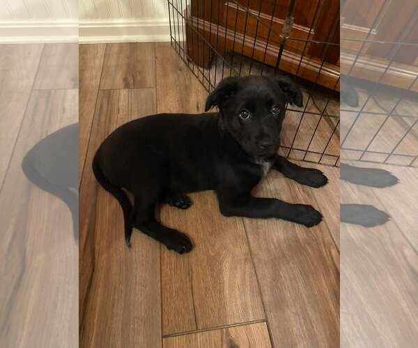 Medium Photo #1 German Shepherd Dog-Unknown Mix Puppy For Sale in Stephens City, VA, USA