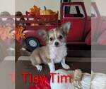 Image preview for Ad Listing. Nickname: Tiny Tim