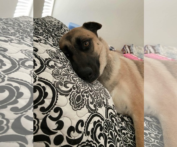 Medium Photo #4 Anatolian Shepherd-Unknown Mix Puppy For Sale in Visalia, CA, USA