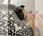 Small #3 Anatolian Shepherd Mix
