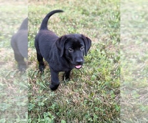 Labrador Retriever Puppy for sale in DOYLESTOWN, OH, USA