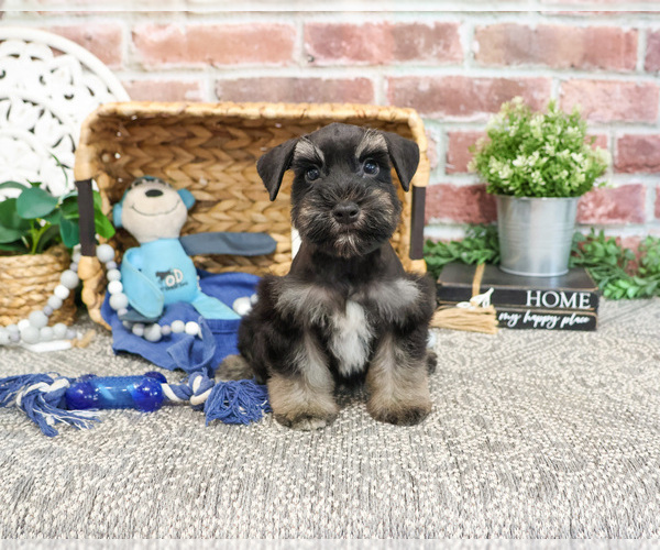 Medium Photo #8 Schnauzer (Miniature) Puppy For Sale in SYRACUSE, IN, USA