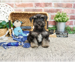 Small #7 Schnauzer (Miniature)