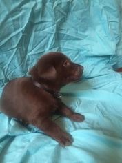 Labrador Retriever Puppy for sale in FRANKFORT, OH, USA