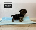 Small #2 Morkie