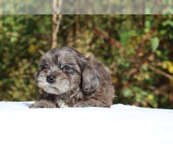 Medium Photo #45 ShihPoo Puppy For Sale in DYERSBURG, TN, USA