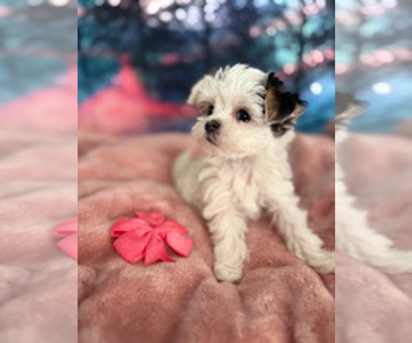 Medium Photo #2 Mal-Shi Puppy For Sale in FARMINGTON, MN, USA