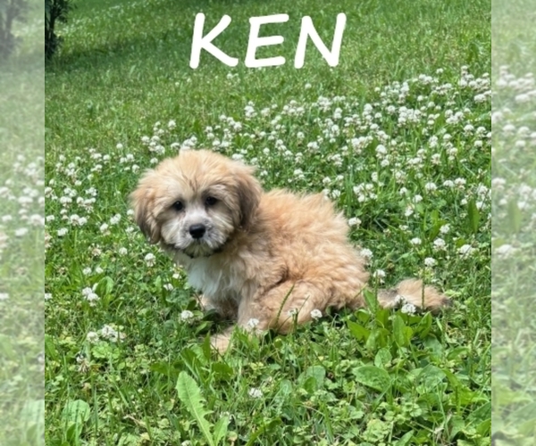 Medium Photo #2 Shih-Poo Puppy For Sale in HARTLAND, MN, USA
