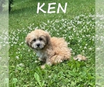 Small #1 Shih-Poo