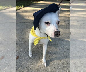 Louie - Male Mutt Dog for Adoption - Photo #5