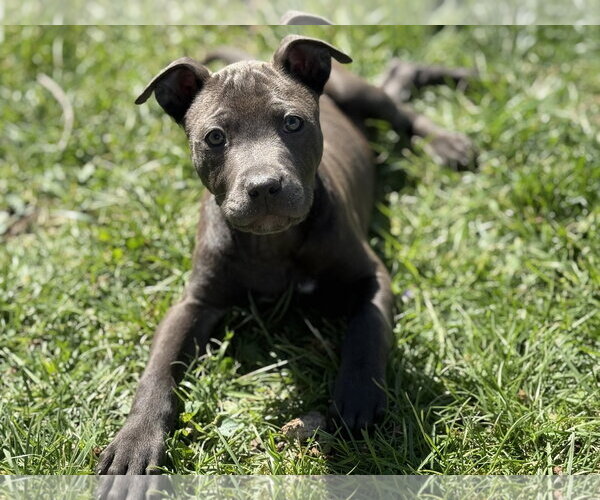 Medium Photo #2 Mutt Puppy For Sale in Fenton, MO, USA