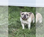 Small #2 French Bulldog