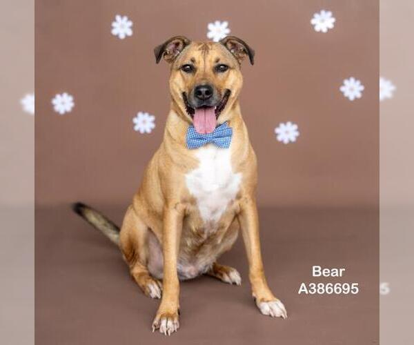 Medium Photo #1 German Shepherd Dog-Unknown Mix Puppy For Sale in Conroe, TX, USA