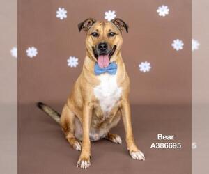 German Shepherd Dog-Unknown Mix Dogs for adoption in Conroe, TX, USA