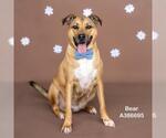 Small German Shepherd Dog Mix