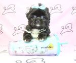 Small Photo #5 Shih Tzu Puppy For Sale in LAS VEGAS, NV, USA