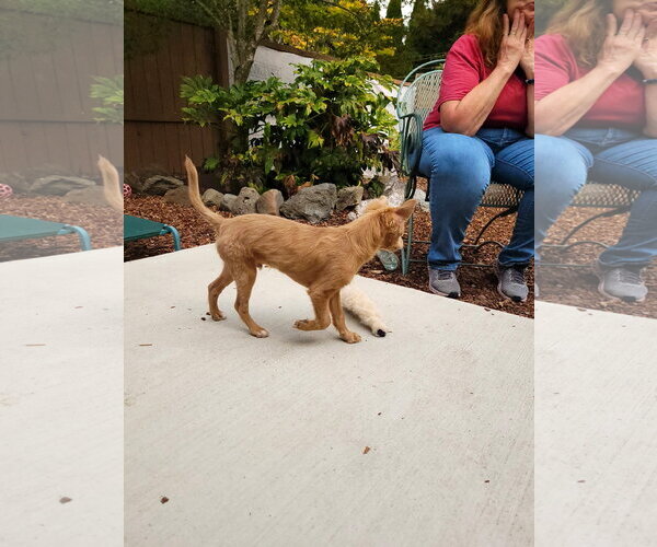 Medium Photo #5 Chihuahua-Unknown Mix Puppy For Sale in Sequim, WA, USA