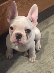 Mother of the French Bulldog puppies born on 10/15/2017