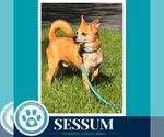 Small Photo #4 Chihuahua Puppy For Sale in Kimberton, PA, USA
