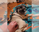 Small #2 Pug