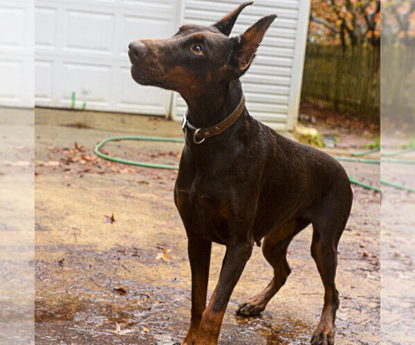 Medium Photo #15 Doberman Pinscher Puppy For Sale in FORT LAUDERDALE, FL, USA