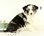 Small #3 Australian Shepherd