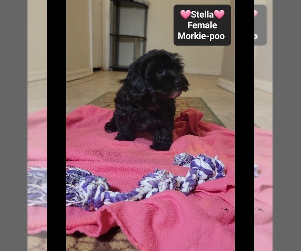 Medium Photo #2 Morkie Poo (Toy) Puppy For Sale in TUCSON, AZ, USA