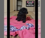 Small Photo #2 Morkie Poo (Toy) Puppy For Sale in TUCSON, AZ, USA