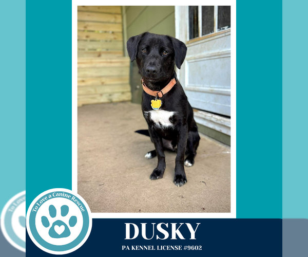 Medium Photo #17 Aussiedor Puppy For Sale in Kimberton, PA, USA