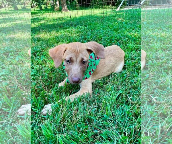 Medium Photo #2 Boxador Puppy For Sale in Southbury, CT, USA