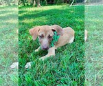 Small Photo #2 Boxador Puppy For Sale in Southbury, CT, USA
